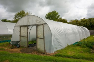Plants being grown inside a polytunnel clipart