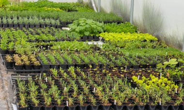 Satır bir polytunnel içinde küçük bitkilerin