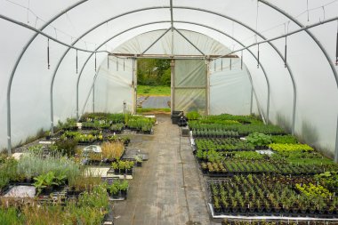 Plants being grown inside a polytunnel clipart