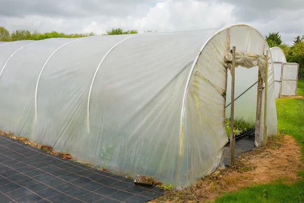 Pflanzen, die in einem Polytunnel angebaut werden — Stockfoto