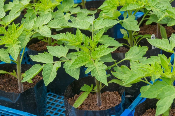 Pequenas plantas de tomate pronto para o envasamento em — Fotografia de Stock