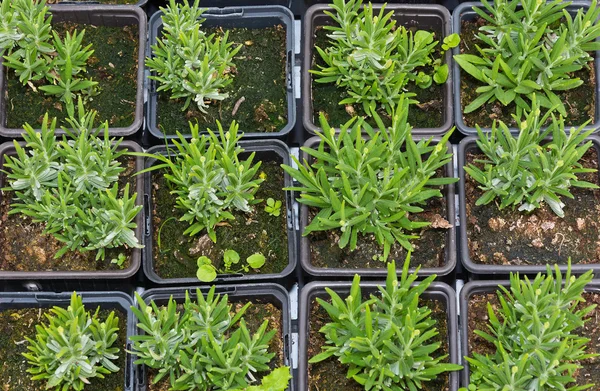 Small lavender seedlings in pots — Stock Photo, Image