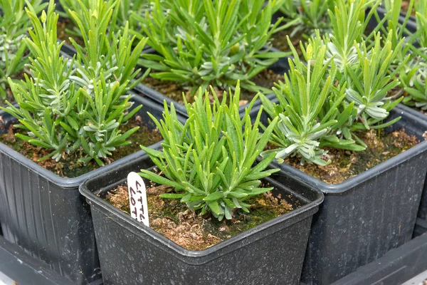 Kleine lavendel zaailingen in potten — Stockfoto