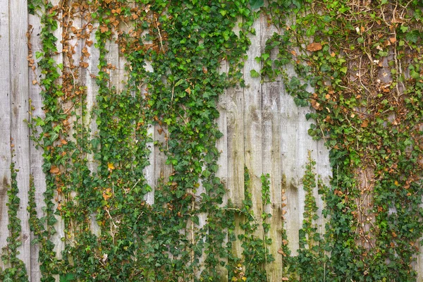 Trailing ivy climbing along a wooden fence — Stock Photo, Image