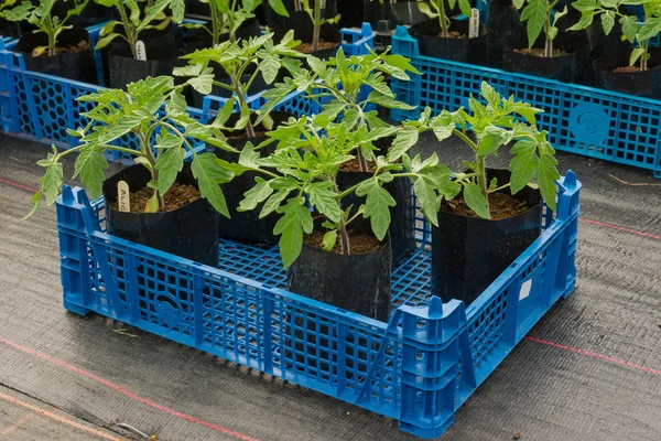 Malé rajče rostliny připravené k zalévání na — Stock fotografie