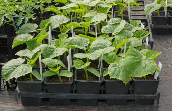Pequenas plantas de pepino cultivadas em vasos — Fotografia de Stock