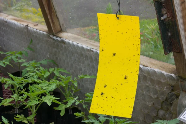 Trappola a mosca appiccicosa all'interno di una serra — Foto Stock