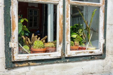 ekranda bir pencere pervazına peelng ahşap çerçeve ile cactii