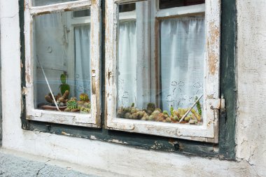 ekranda bir pencere pervazına peelng ahşap çerçeve ile cactii