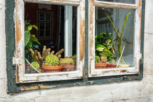 Cactii en exhibición en un alféizar de ventana con marco de madera peelng — Foto de Stock