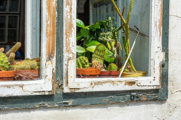 Cactii en exhibición en un alféizar de ventana con marco de madera peelng — Foto de Stock