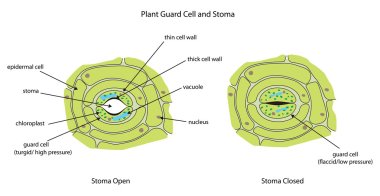 Plant guard cells with stoma fully labeled. clipart