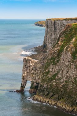 Yorkshire İngiltere'de Bempton, kireçli kayalıklarla