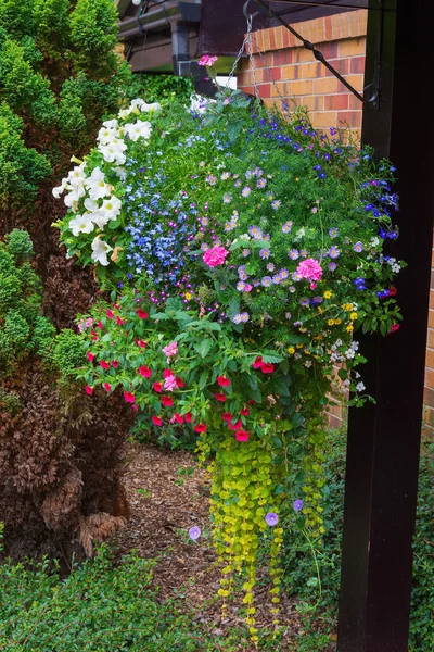 Cesta colgante llena de coloridas plantas de verano . — Foto de Stock