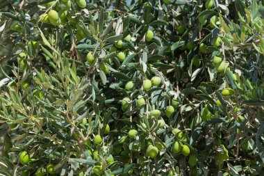 Meyve olgunlaşma ile zeytin ağacı