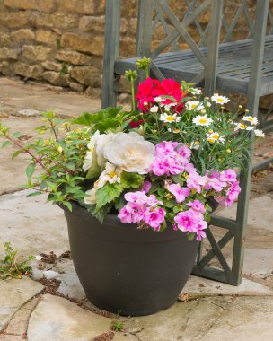 Colorful plants in a terracotta pot, including begonia, petunia, clipart