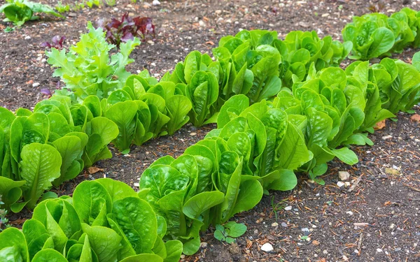 Salat in Reihen im Gemüsegarten — Stockfoto
