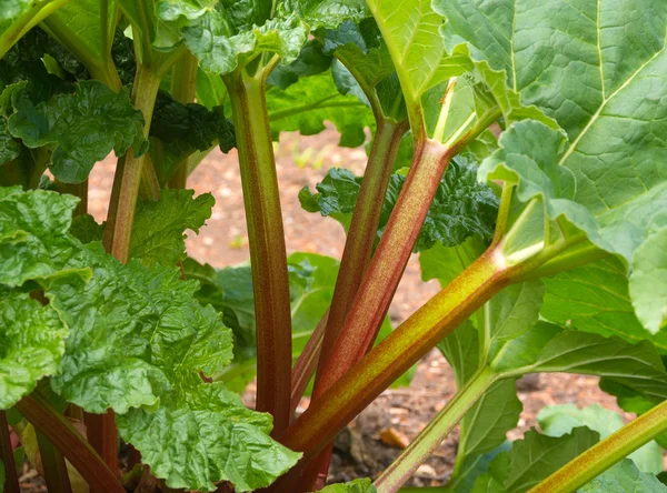 Rabarber planten in een groep met de rijpingsjaren stengels — Stockfoto