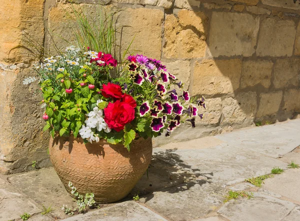 Färgglada växter i en terrakotta kruka, inklusive begonia, petunia, — Stockfoto