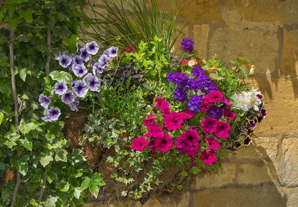 Plantas coloridas en una olla de terracota, incluyendo begonia, petunia , —  Fotos de Stock