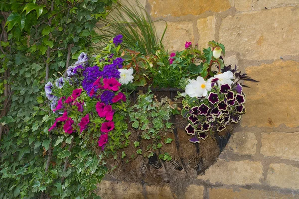 Colorful plants in wall mounted wrought iron basket  including b — Stock Photo, Image