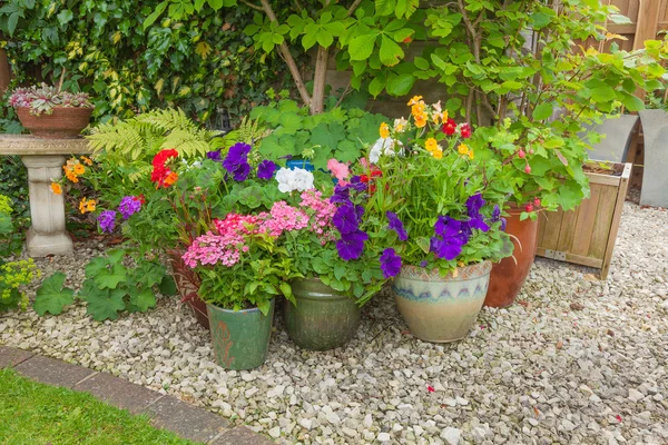 Kolorowe kwiaty doniczkowe w rogu ogrodu. — Zdjęcie stockowe