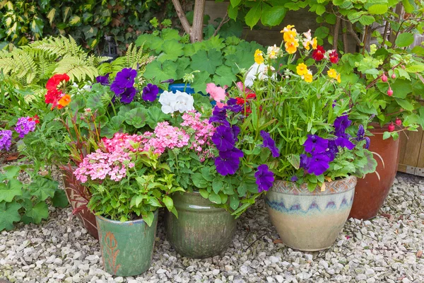 Colorful potted plants in garden corner. — Stock fotografie