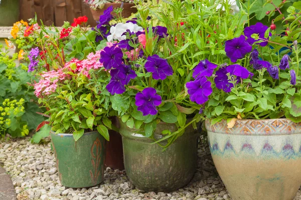 Plantas coloridas em vaso no canto do jardim . — Fotografia de Stock