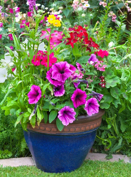 Gemischte Blumen in einem blauen Pflanzkübel. — Stockfoto