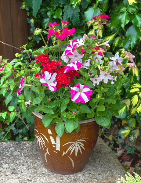 Flores coloridas en una maceta petunia geranio nicotiana . — Foto de Stock