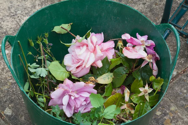 Rose flowers in a basket after pruning — Stock Photo, Image