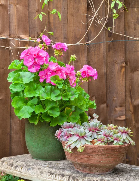 Sardunya çiçeği ve succulents taş bir bankta saksı