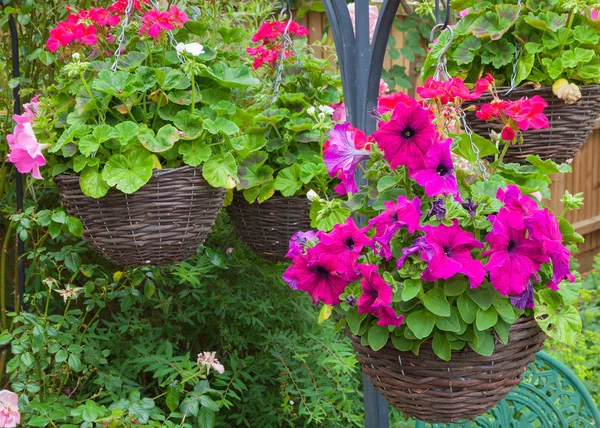 Cestas colgantes con petunias moradas —  Fotos de Stock