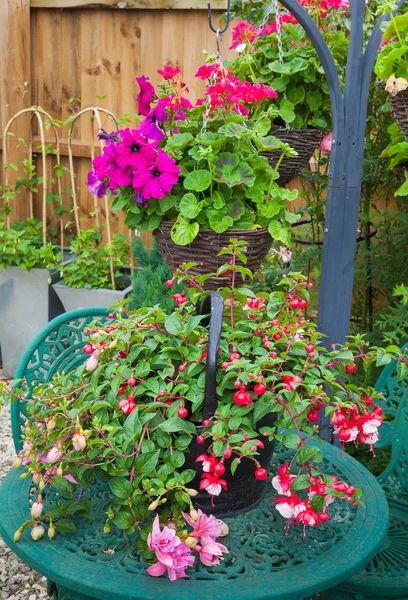 Fuschia container växt på trädgårdsbord — Stockfoto