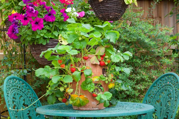 Jardinera de terracota con fresas maduras —  Fotos de Stock