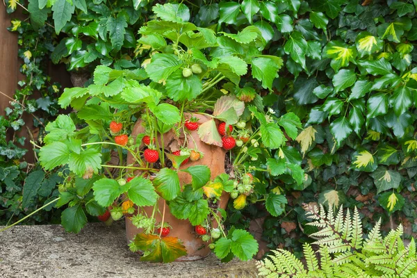 Morangueiro com fruta pronta para colheita — Fotografia de Stock