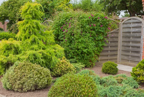 Evergreen shrubs and trees in a garden corner — Stock Photo, Image