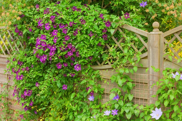 Clematis blomman gömmer sig en trädgård staket — Stockfoto