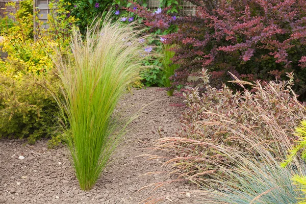 Drought resistant plants and grasses — Stock Photo, Image