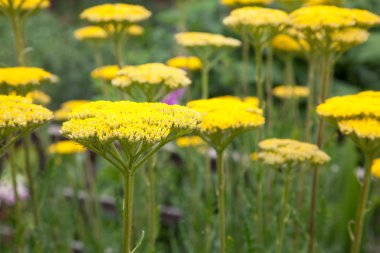 Bahçe border sarı achillea çiçeklenir