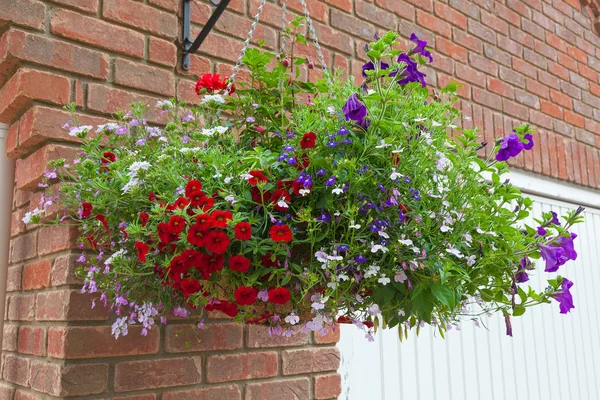 Cesta pendurada de flores coloridas em plena floração — Fotografia de Stock