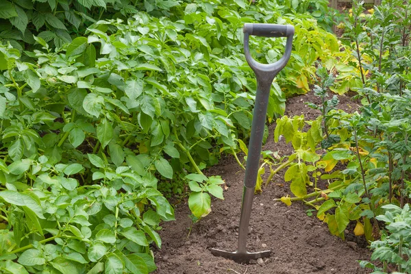 Alter Gartenspaten gräbt Kartoffeln aus — Stockfoto