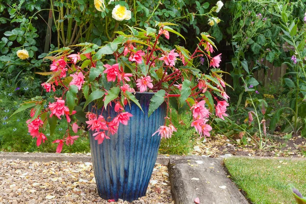 Rosa planta doble fucsia en una olla de porcelana azul —  Fotos de Stock