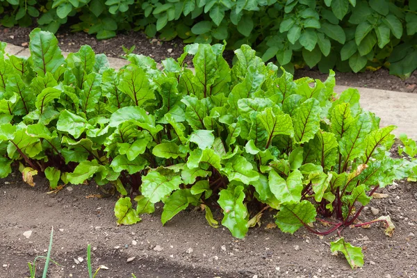 Remolacha plantas en hoja llena en un jardín —  Fotos de Stock