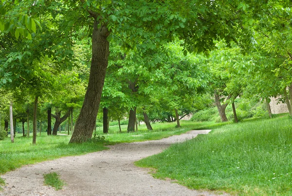 Woodland path meanering into the distance. — Stock Photo, Image