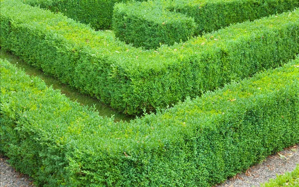Hedge maze showing a corner detail — Stock Photo, Image