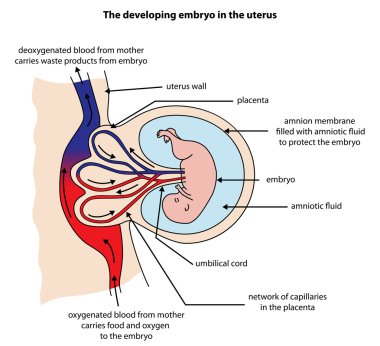 Fully labeled diagram of embryo developing in the uterus clipart