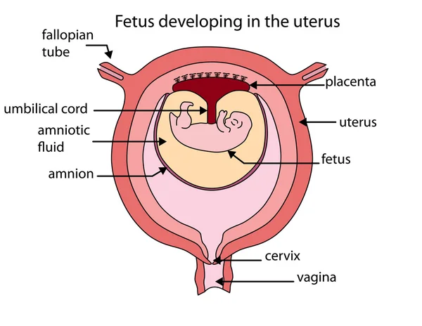 Rahim içinde gelişmekte olan fetus tam olarak etiketli diyagramı