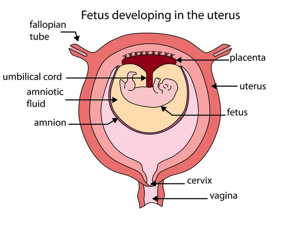 Rahim içinde gelişmekte olan fetus tam olarak etiketli diyagramı — Stok Vektör
