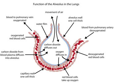 Labelled diagram illustrating gaseous exchange in the alveolus clipart
